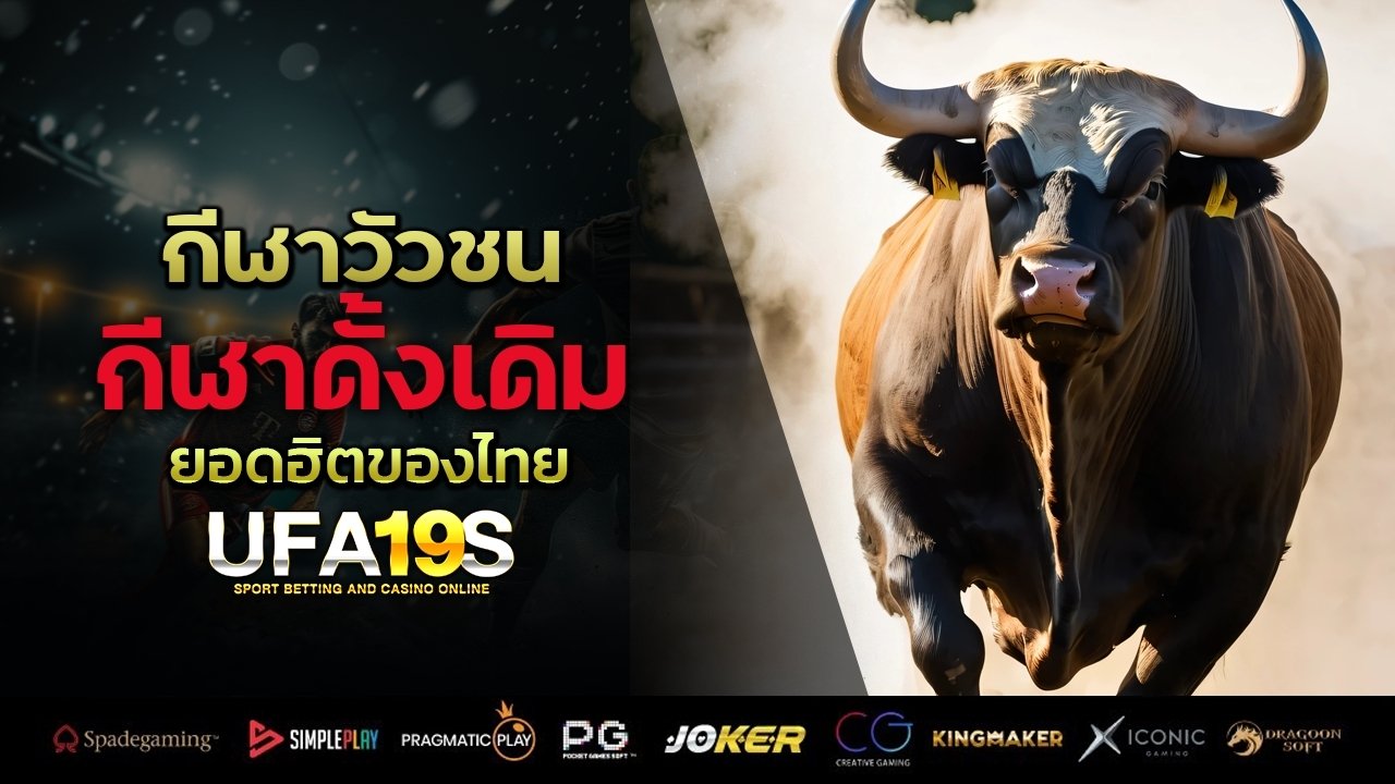 กีฬาวัวชน กีฬาดั้งเดิม ยอดฮิตของไทย